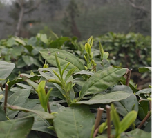 Xinyang Maojian