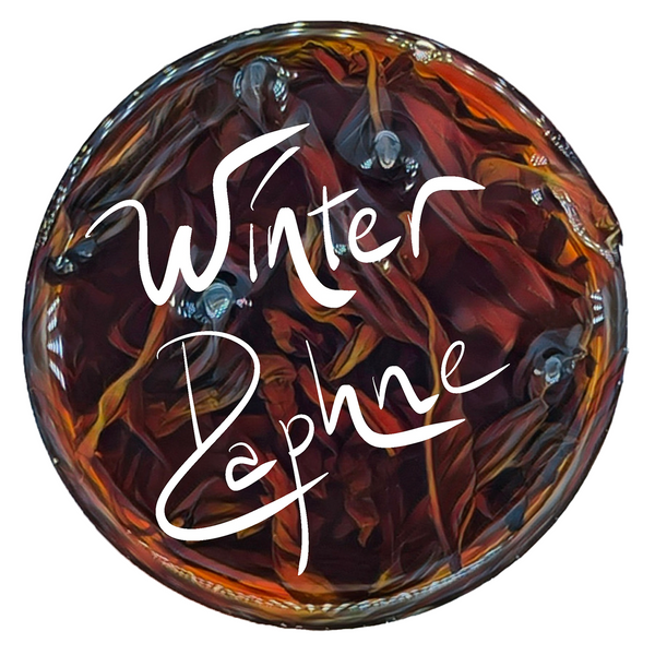 Winter Daphne