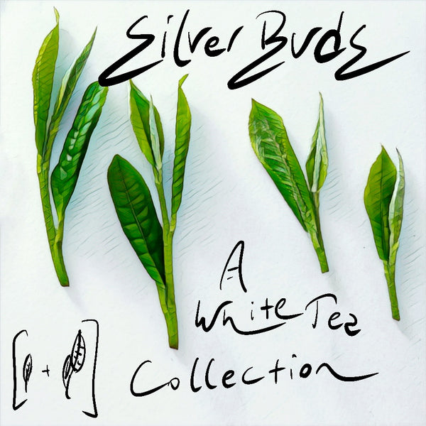 Silver Buds: A White Tea Collection
