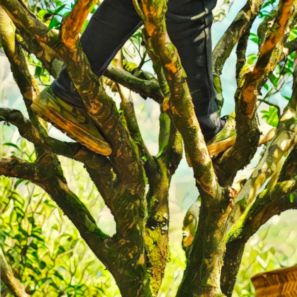 Mother Bush Experience: Wudong Dancong