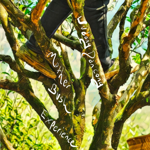 Mother Bush Experience: Wudong Dancong