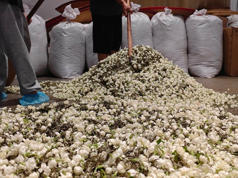 Fuzhou Jasmine Tea - Introduction