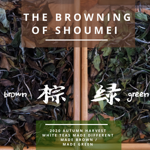 Brown Shoumei versus Green Shoumei Fuding White Tea