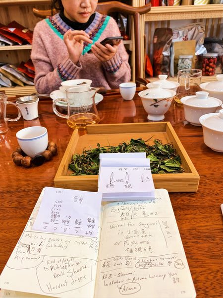 Notes on Fuding White Tea