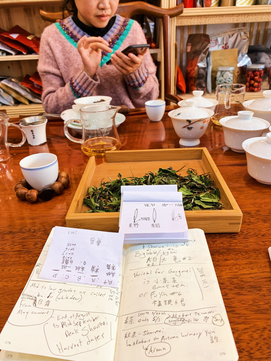 Notes on Fuding White Tea – One River Tea