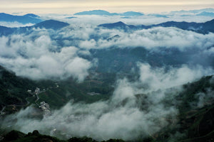 Wudong Mountain Dancong Oolong