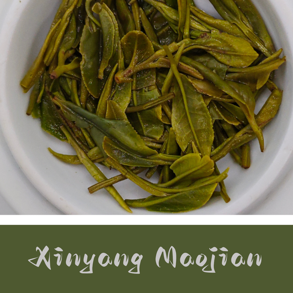 Xinyang Maojian