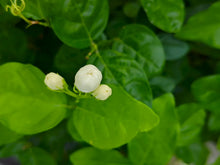 Jasmine Pearls