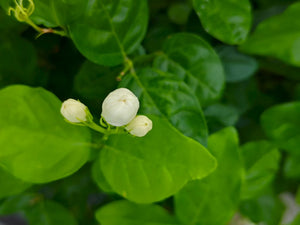 Jasmine Pearls