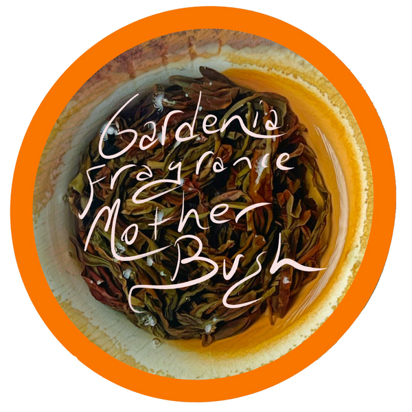 Mother Bush Gardenia Fragrance Dancong