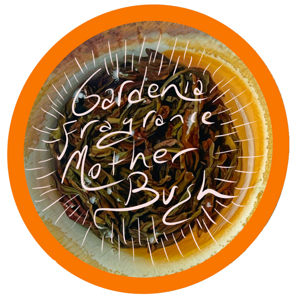 Mother Bush Gardenia Fragrance Dancong