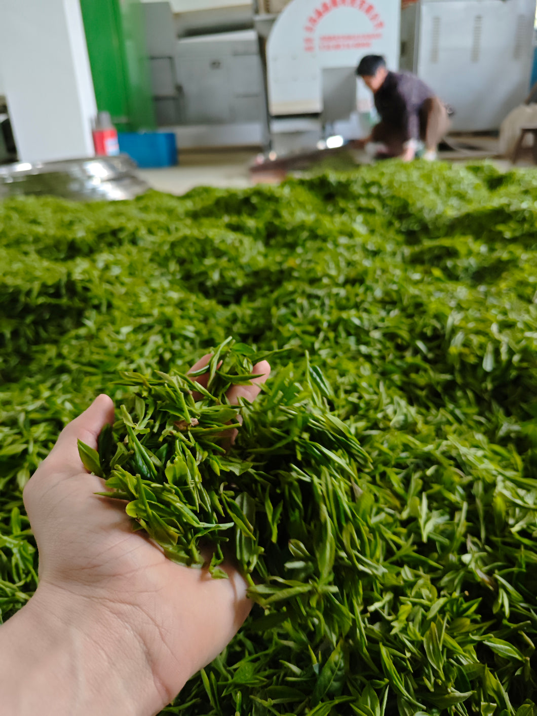 Teasider August 2025 Wholesale