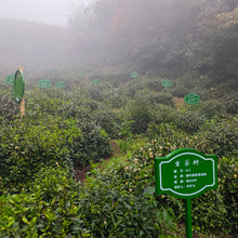 Shucheng Orchid Green
