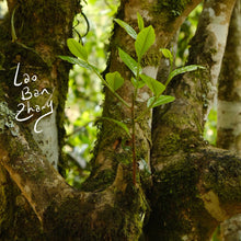 Touchstone | Elite Maocha Sampler