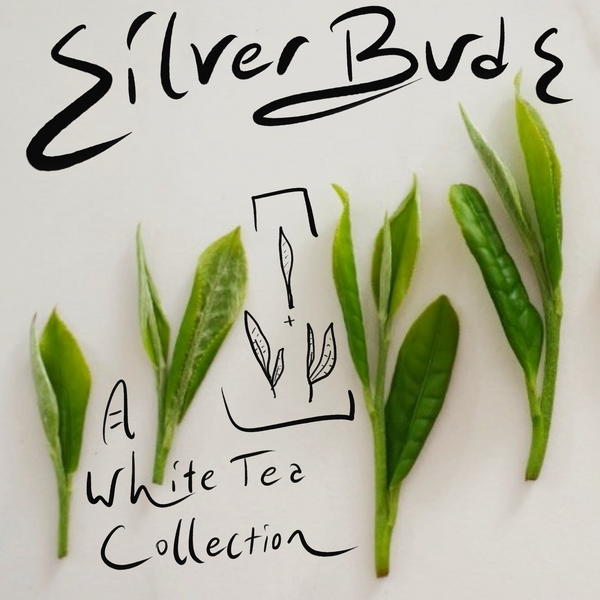 Silver Buds: A White Tea Collection