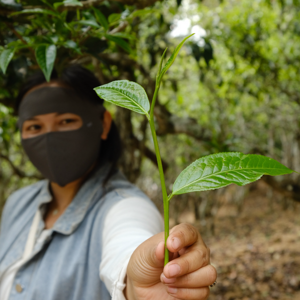 Touchstone | Elite Maocha Sampler