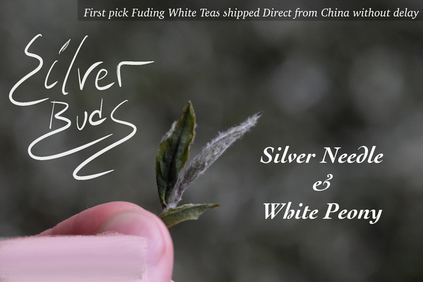 Silver Buds: A White Tea Collection